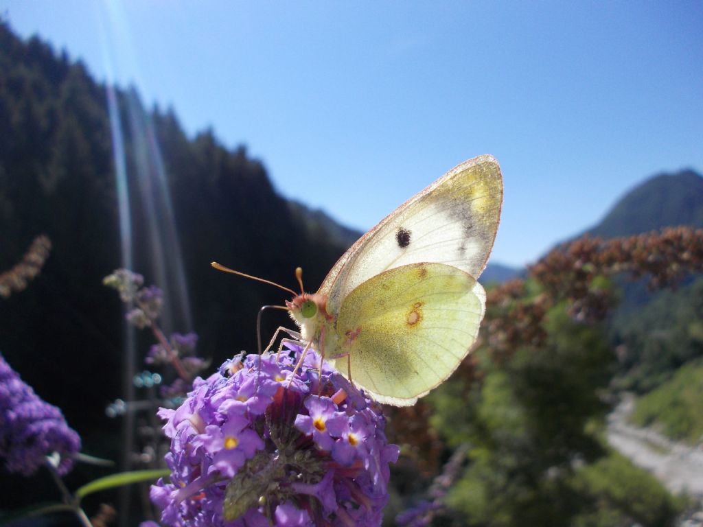 Quale colias? - Colias alfacariensis